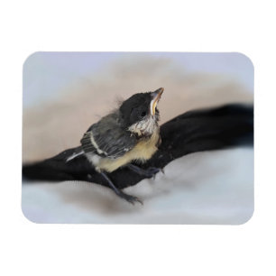 Imán Tidi my Bird the Parus Major