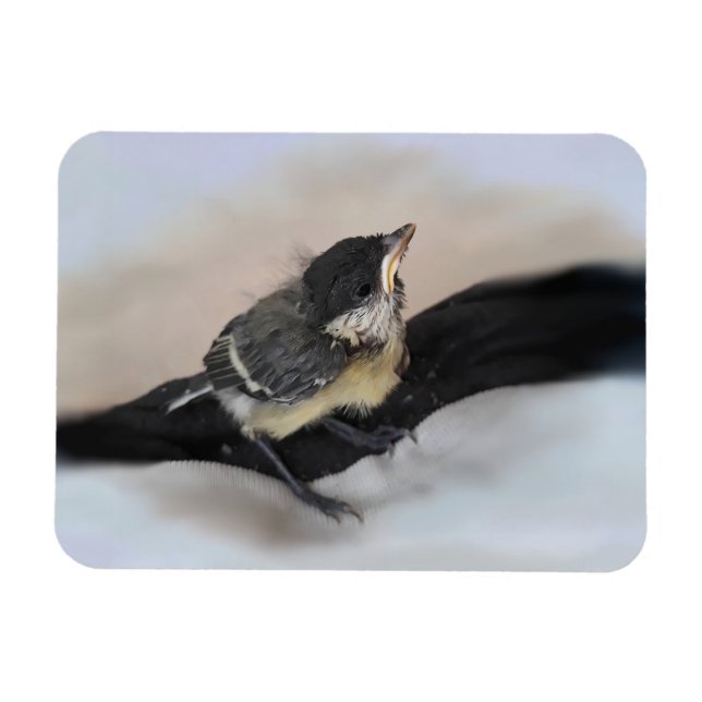 Imán Tidi my Bird the Parus Major (Horizontal)