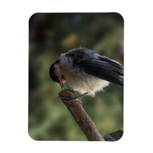 Imán Tidi my Bird the Parus Major