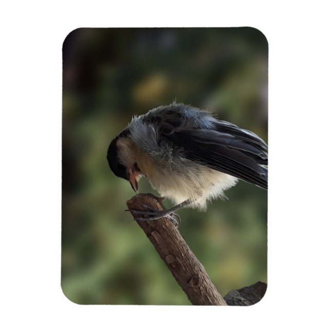 Imán Tidi my Bird the Parus Major (Vertical)