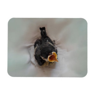 Imán Tidi my Bird the Parus Major
