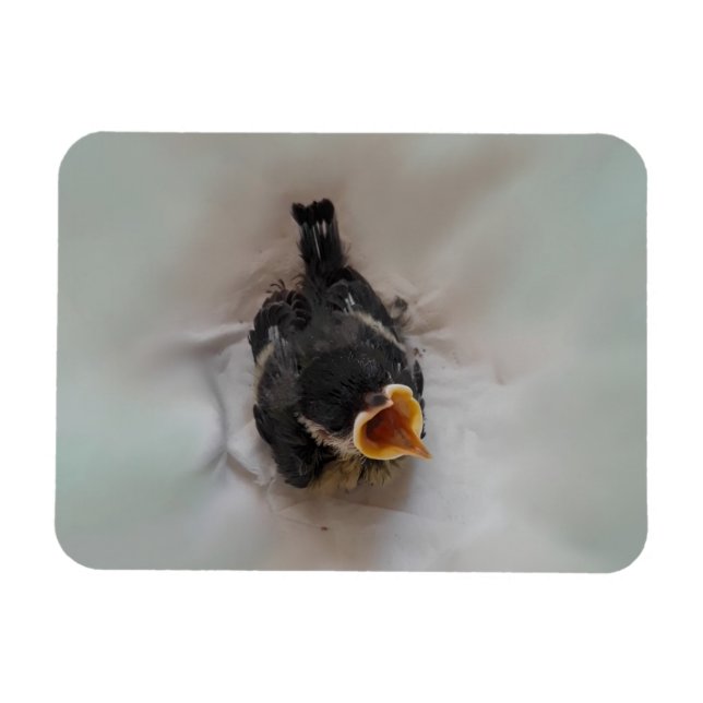 Imán Tidi my Bird the Parus Major (Horizontal)