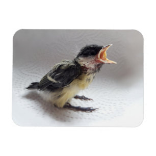 Imán Tidi my Bird the Parus Major