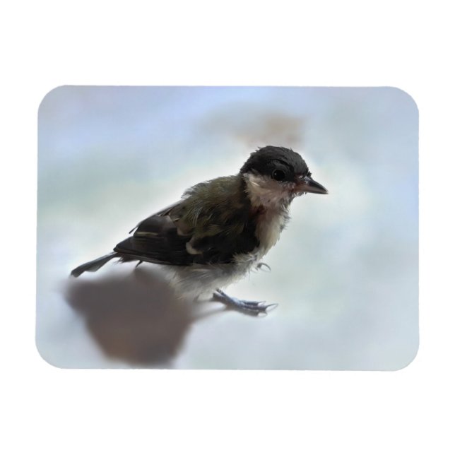 Imán Tidi my Bird the Parus Major (Horizontal)