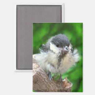 Imán Tidi my Bird the Parus Major