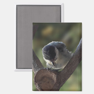 Imán Tidi my Bird the Parus Major