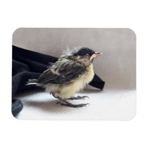 Imán Tidi my Bird the Parus Major