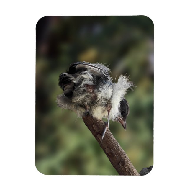 Imán Tidi my Bird the Parus Major (Vertical)