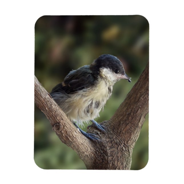 Imán Tidi my Bird the Parus Major (Vertical)