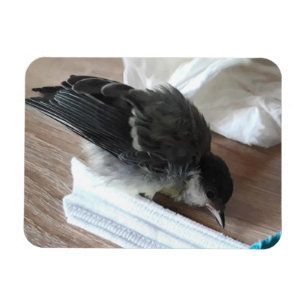 Imán Tidi my Bird the Parus Major