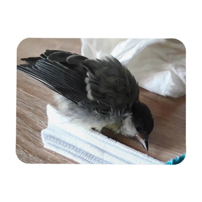 Imán Tidi my Bird the Parus Major (Horizontal)