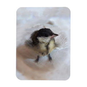 Imán Tidi my Bird the Parus Major