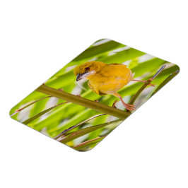 Imán Tiempo de construir el nido