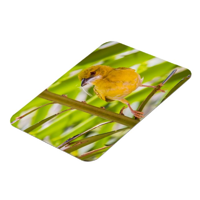 Imán Tiempo de construir el nido (Lado Izquierdo)