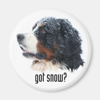 Imán ¿tiene nieve? Bernese Magnet