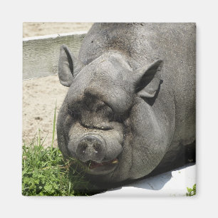 Imán Tierras de labrantío guarras gordas del  