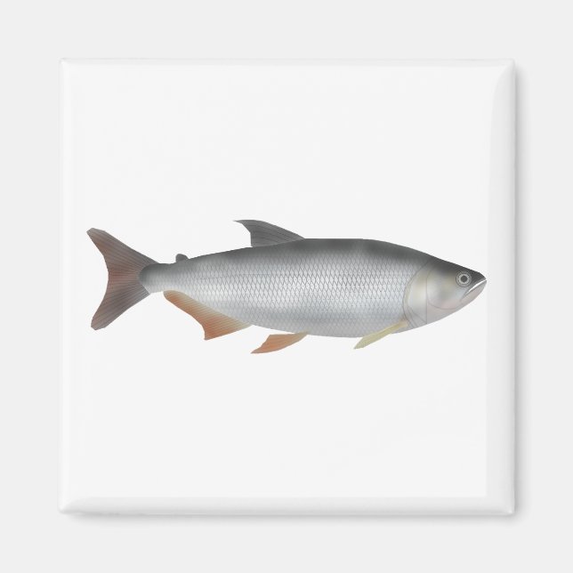 Imán Tiete tetra (Frente)
