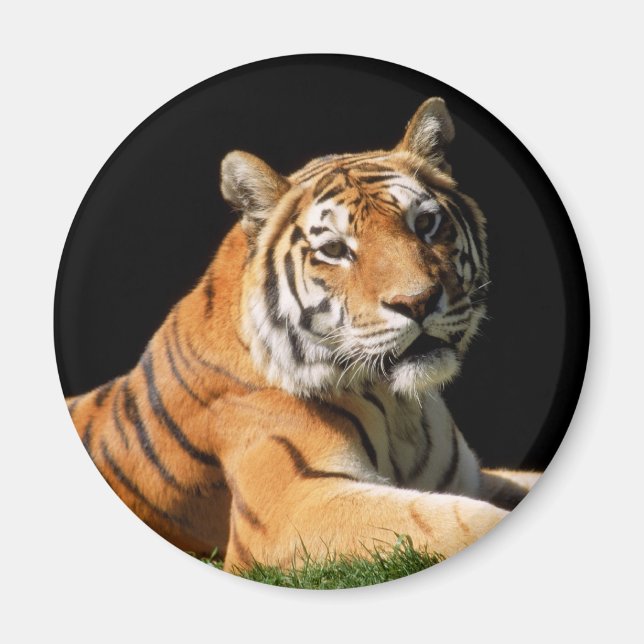 Imán Tiger Closeup (Frente)