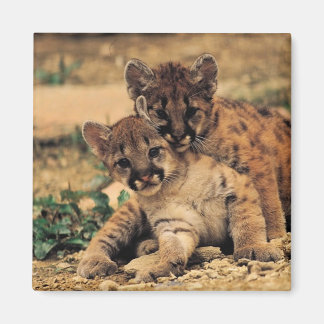 imán Tiger Cubs
