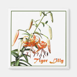Imán Tiger Lilly