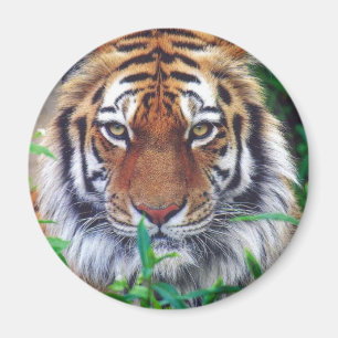 Imán Tiger Stare