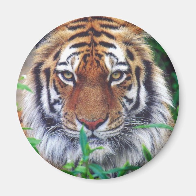 Imán Tiger Stare (Frente)