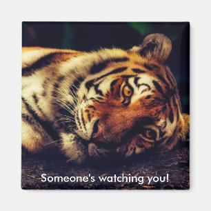 Imán Tiger te observa