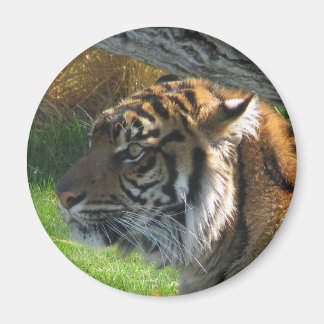 Imán Tigre