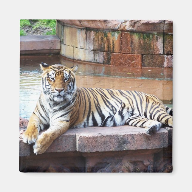 Imán Tigre (Frente)