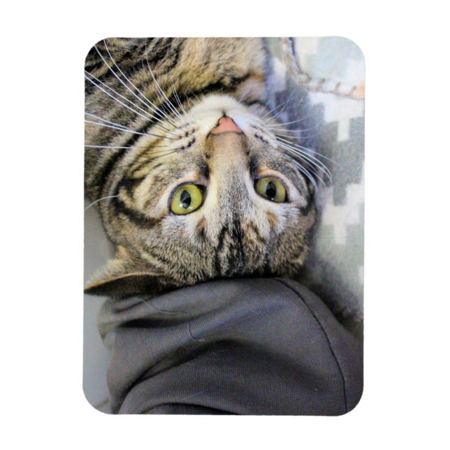 Imán Tigre (Vertical)