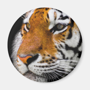 Imán Tigre