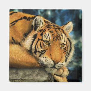 Imán Tigre