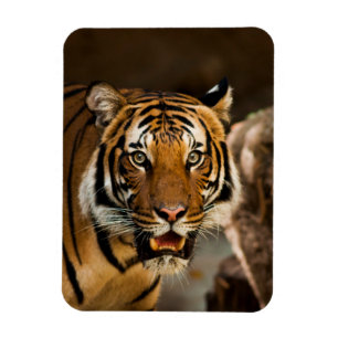 Imán Tigre