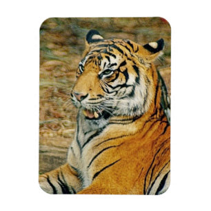 Imán Tigre