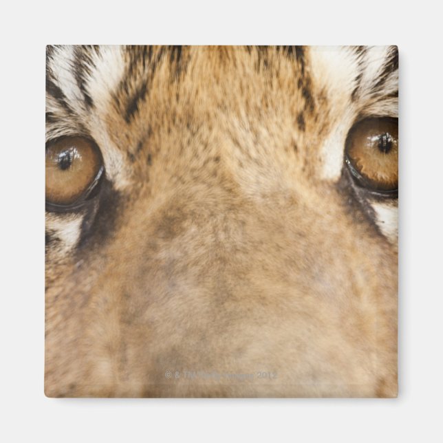 Imán Tigre (Frente)