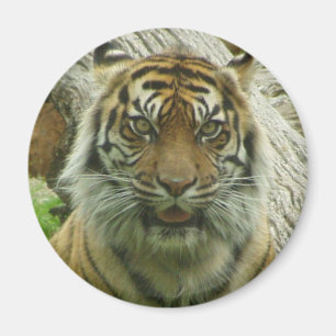 Imán Tigre