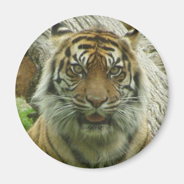 Imán Tigre (Frente)