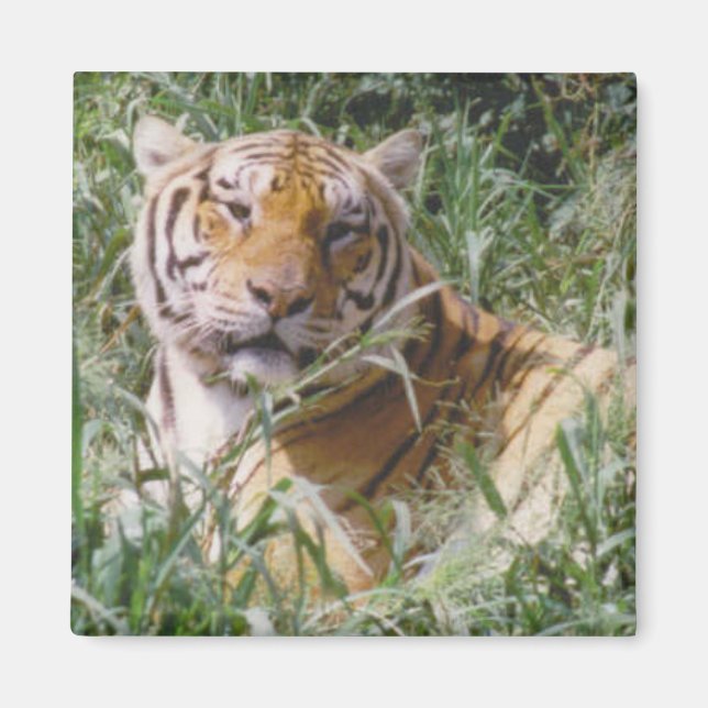 Imán Tigre (Frente)