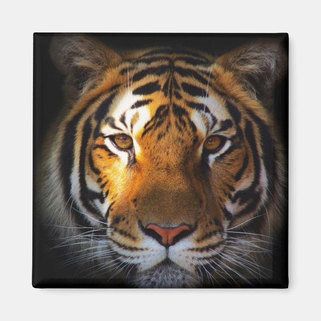 Imán Tigre (Frente)