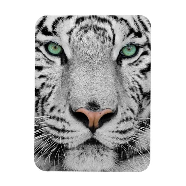 Imán Tigre blanco (Vertical)