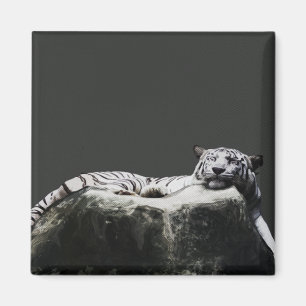 Imán Tigre blanco de la nieve - el dormir del gato