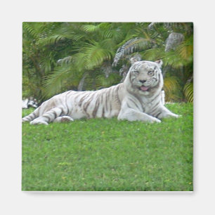 Imán Tigre Blanco Descansando en Hierba Verde Iluminada