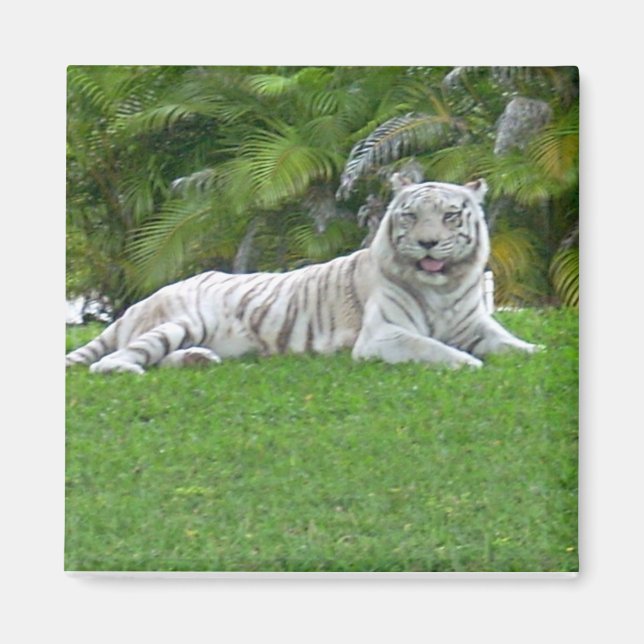 Imán Tigre Blanco Descansando en Hierba Verde Iluminada (Frente)