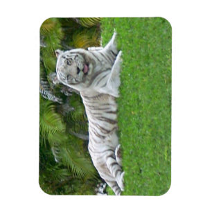 Imán Tigre Blanco Descansando en Pradera Verde Brillant
