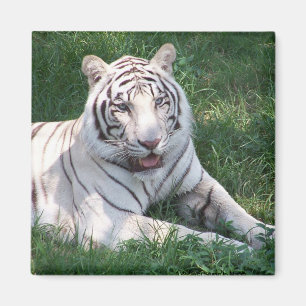 Imán Tigre blanco en imagen vertical del marco de la