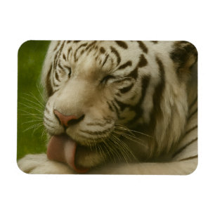Imán Tigre blanco en ritual de cultivo privado