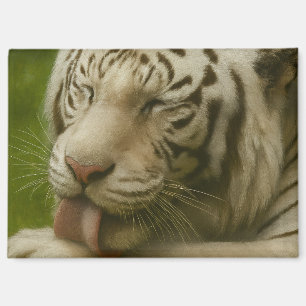 Imán Tigre blanco en ritual de cultivo privado