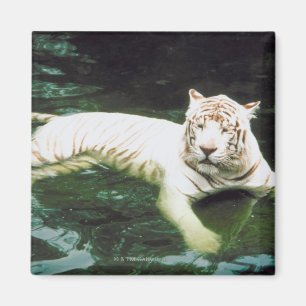 Imán Tigre blanco nadando pacíficamente