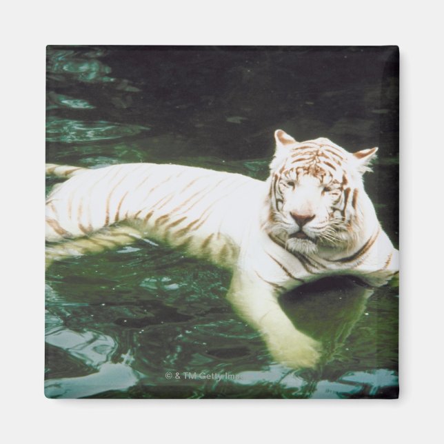 Imán Tigre blanco nadando pacíficamente (Frente)