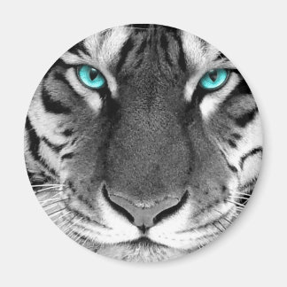 Imán Tigre blanco negro